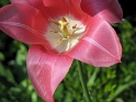 Blume IMG_1862 Kopie.jpg   26.04